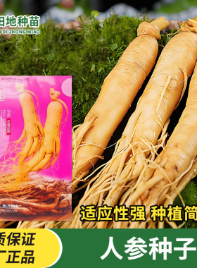 人参种子人四季种植适应强