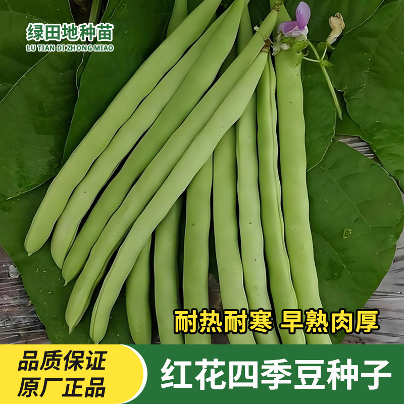 红花无筋四季豆种子蔬菜种子