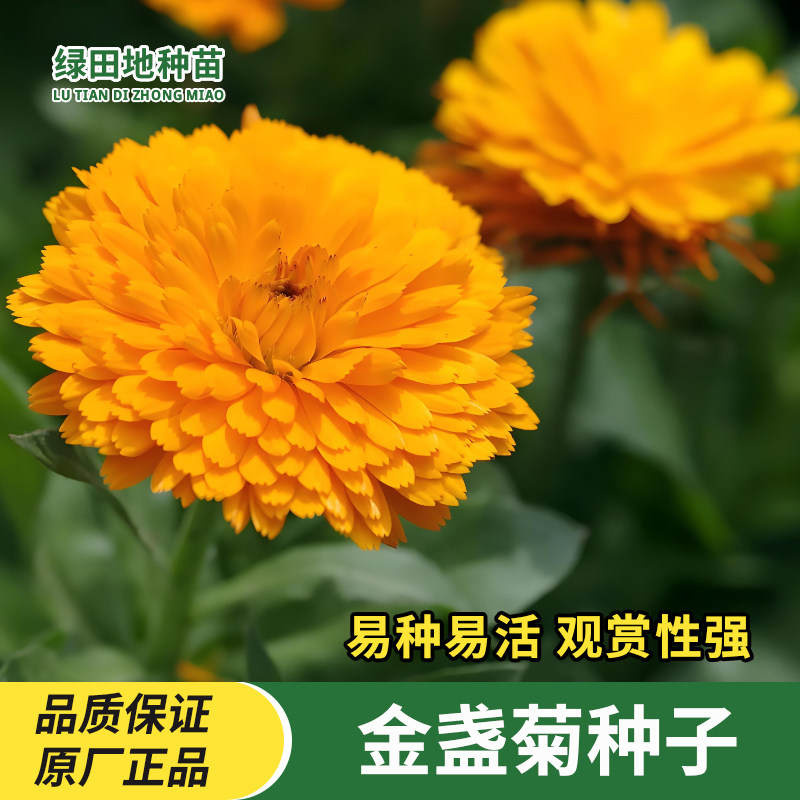 金盏菊种子观赏阳台盆栽庭院景观花海小院家庭四季易种植花卉种子