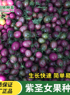 紫圣女果番茄种子盆栽紫色小西红柿圣女果种子易种植四季蔬果种子
