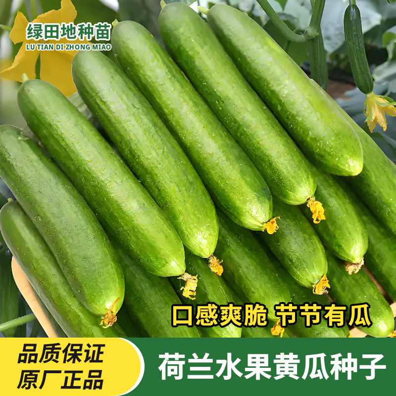 荷兰水果黄瓜种子无刺小黄瓜种籽四季阳台盆栽地栽庭院蔬菜种子籽