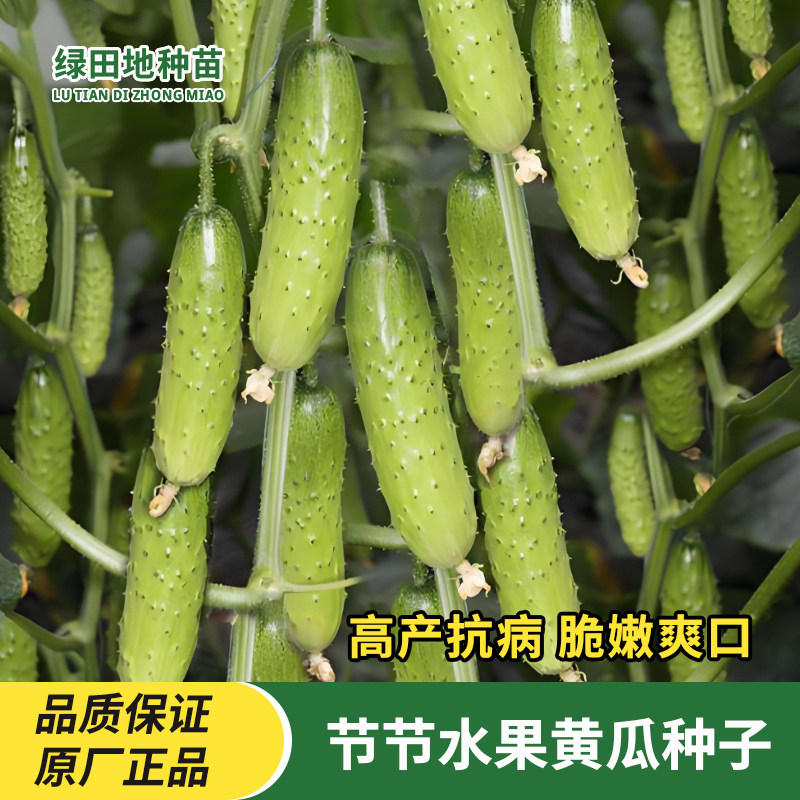 水果黄瓜种子节节瓜蔬菜种子