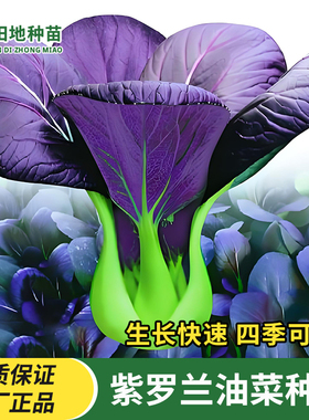 耐热紫罗兰紫油菜种子紫色上海青小青菜四季播种阳台盆栽蔬菜种子