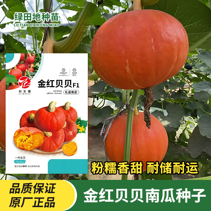 金红贝贝F1南瓜种子瓜果蔬菜种子