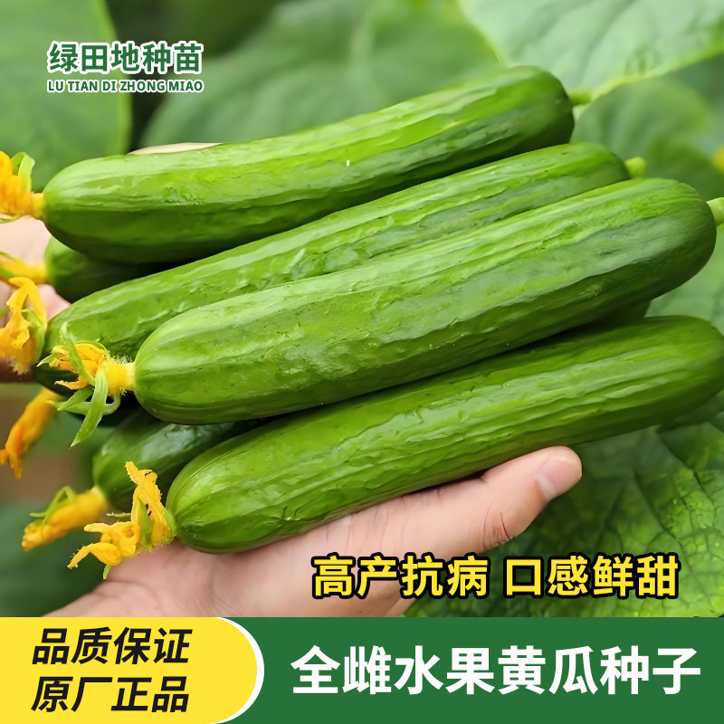 水果黄瓜种子阳台小院种强雌无刺黄瓜籽四季庭院田园菜园蔬菜种子