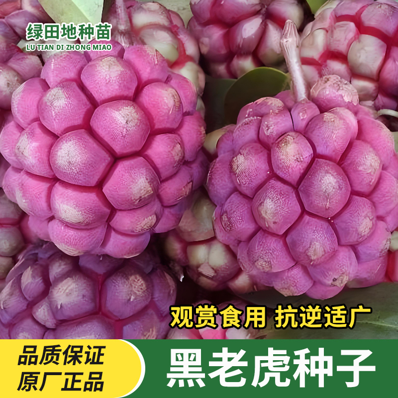 黑老虎种子布福娜种子冷饭团种子籽耐热抗旱观赏食用小院水果种子