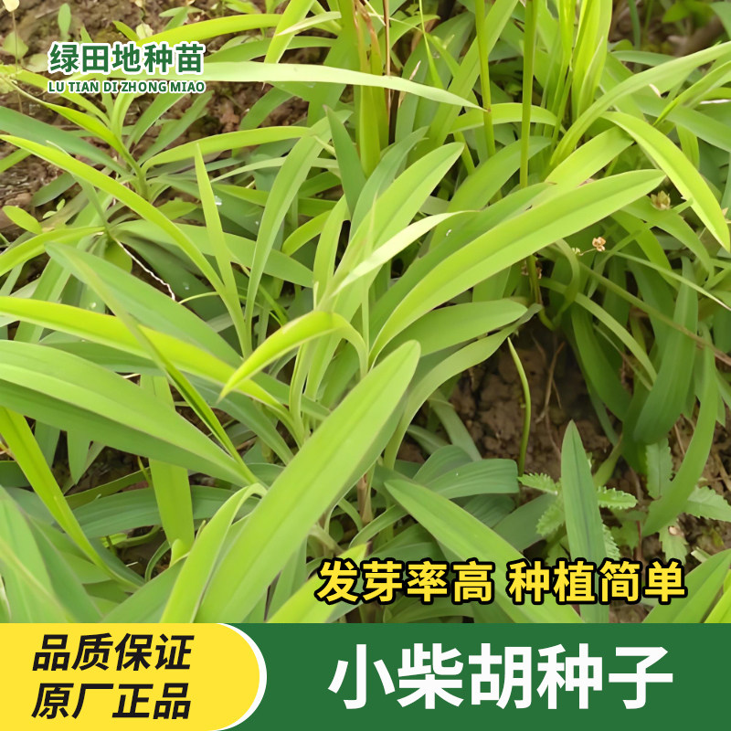 柴胡种子四季种植抗旱易种