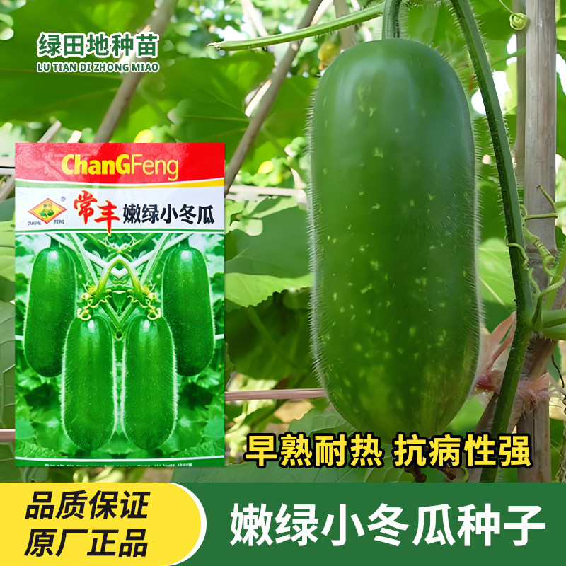 嫩绿小冬瓜种子蔬菜种子