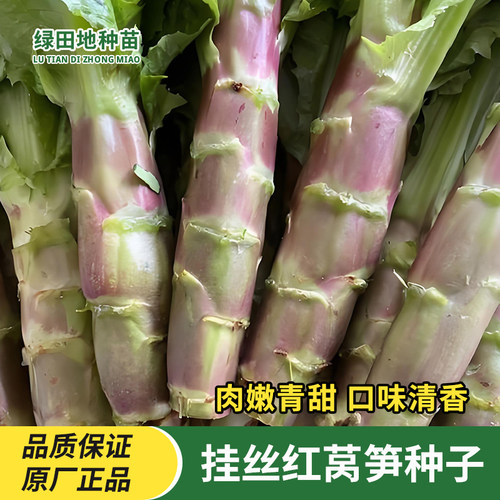 挂丝红莴笋种子脆香红莴苣