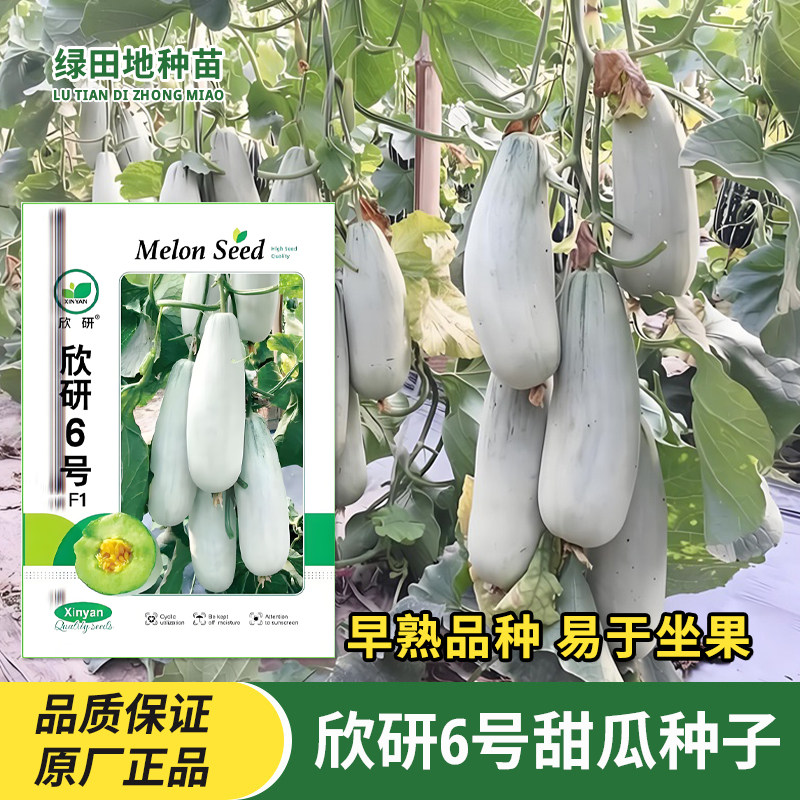 欣研6号甜瓜种子羊角蜜甜瓜种籽