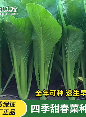 四季甜春菜种子小白菜青菜