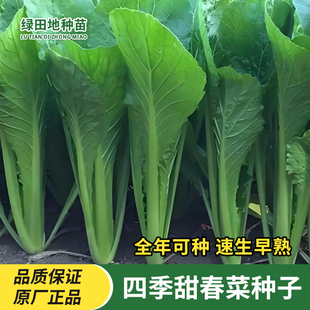 四季甜春菜种子小白菜青菜种籽香芥菜耐寒热阳台盆栽家庭蔬菜种子