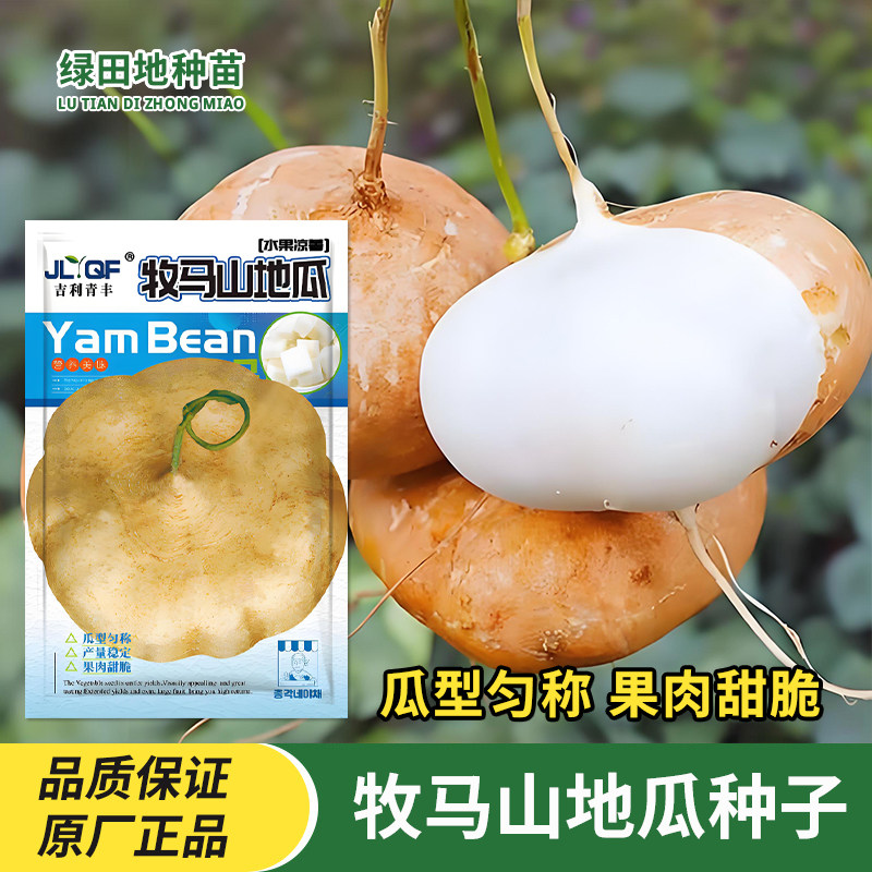 早熟牧马山地瓜种子沙葛种子