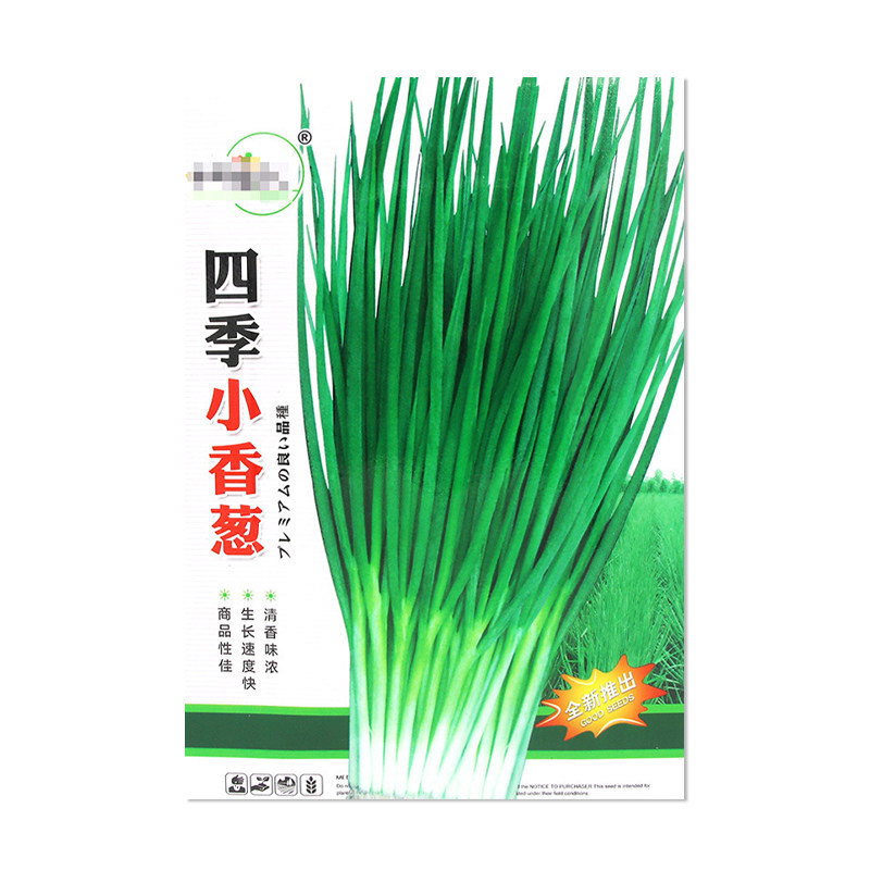 中研盛优四季小香葱种子