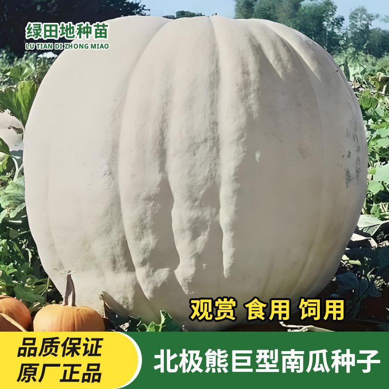 北极熊巨型南瓜种子观赏食用饲用
