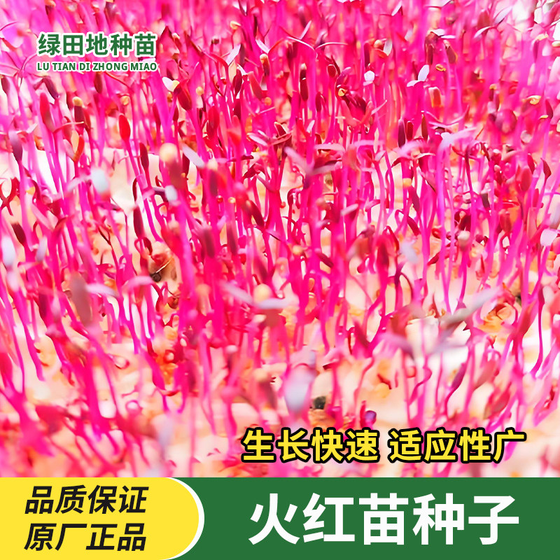 火红苗种子芽苗菜种籽