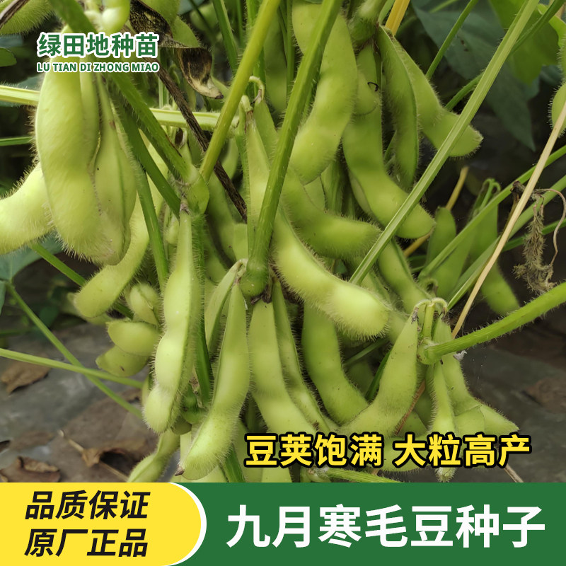 九月寒鲜食毛豆种子晚熟毛豆种子大粒壳薄青豆豆荚饱满大毛豆蔬菜