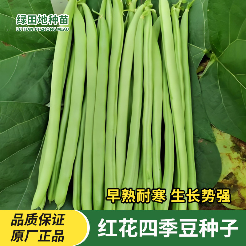 红花四季豆种子蔬菜种子