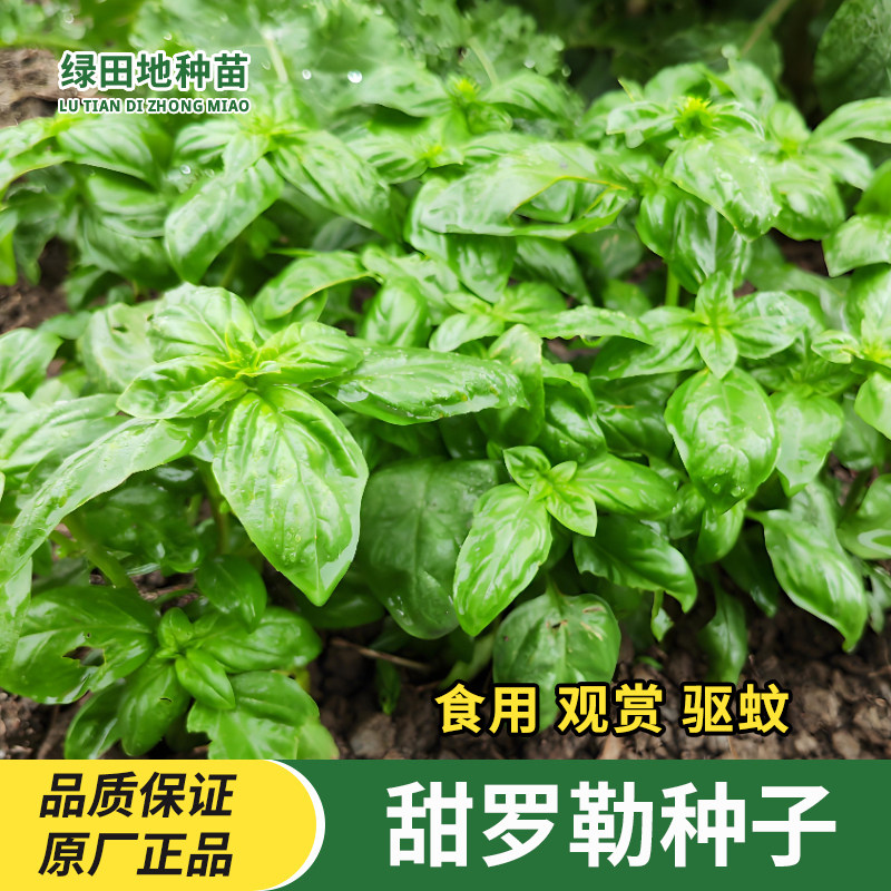 香花子罗勒种子花卉种子