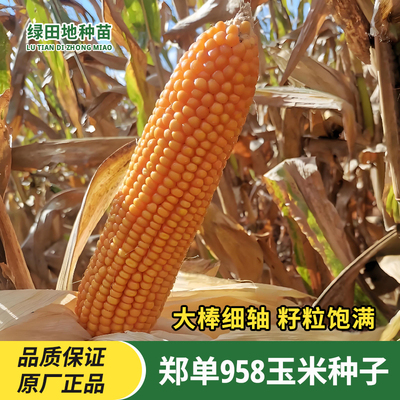 郑单958玉米种子苞米苞谷