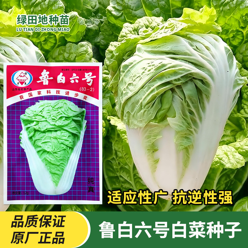 华良鲁白六号白菜种子耐热抗病抗逆夏季春季秋季秋播田园蔬菜种子