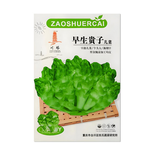 川塔早生贵子儿菜种子
