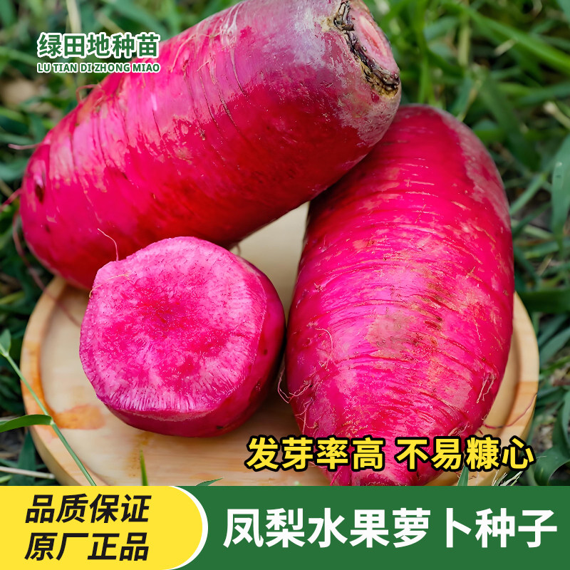 凤梨水果萝卜种子红皮红心