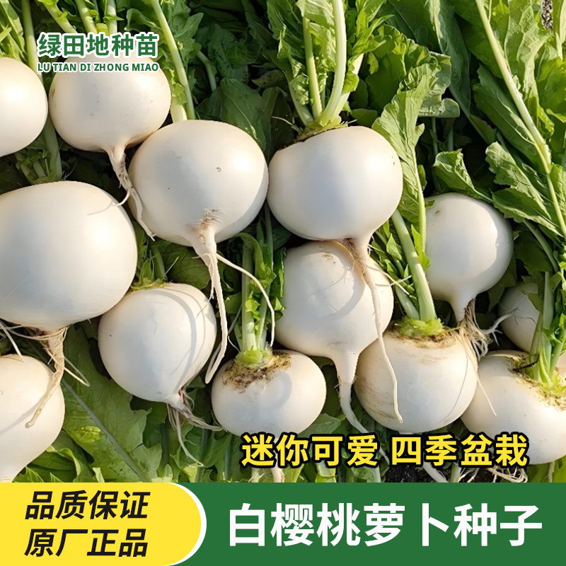 白樱桃小萝卜种子水果萝卜种籽