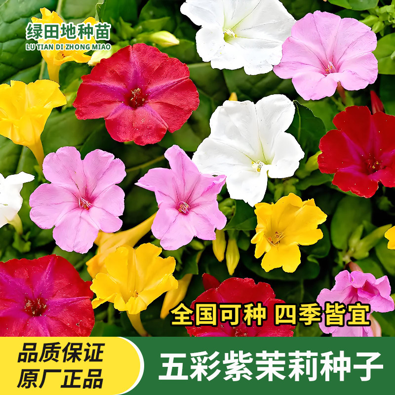 五彩紫茉莉花种子混色地雷花种阳台盆栽庭院围栏耐寒易活花卉种子
