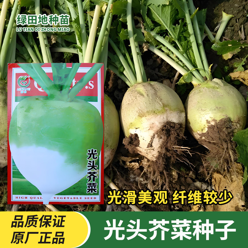 光头芥菜种子蔬菜种籽子