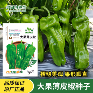 华煜大果薄皮椒种子辣椒种子