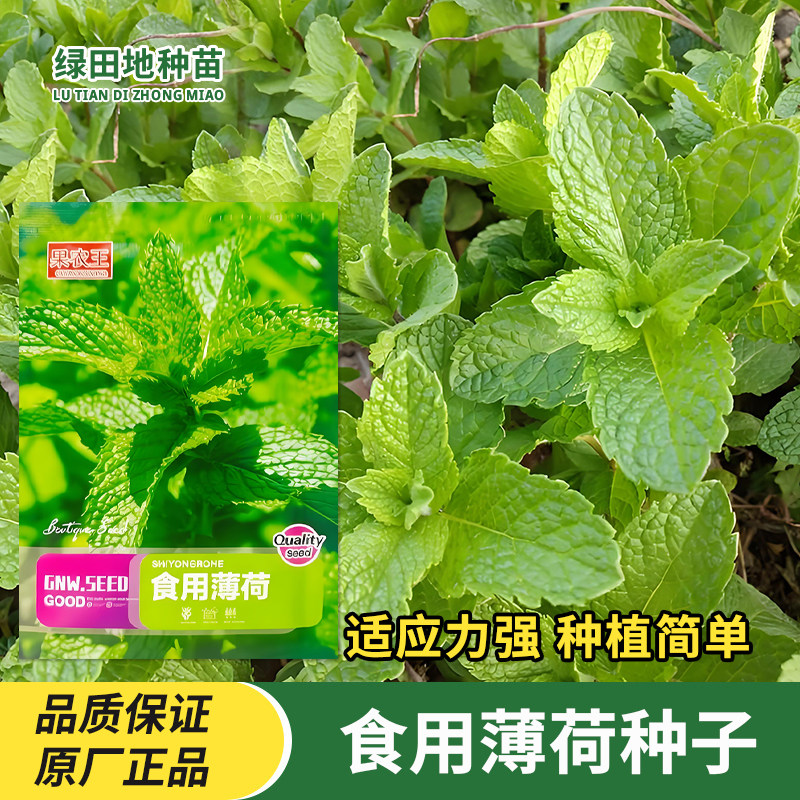 食用薄荷种子香草种子