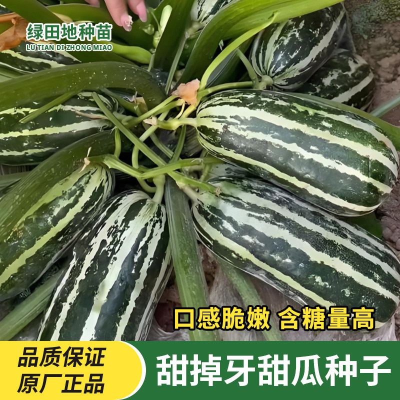 甜掉牙甜瓜种子冰糖子