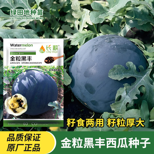 长耕金粒黑丰打瓜种子产籽西瓜