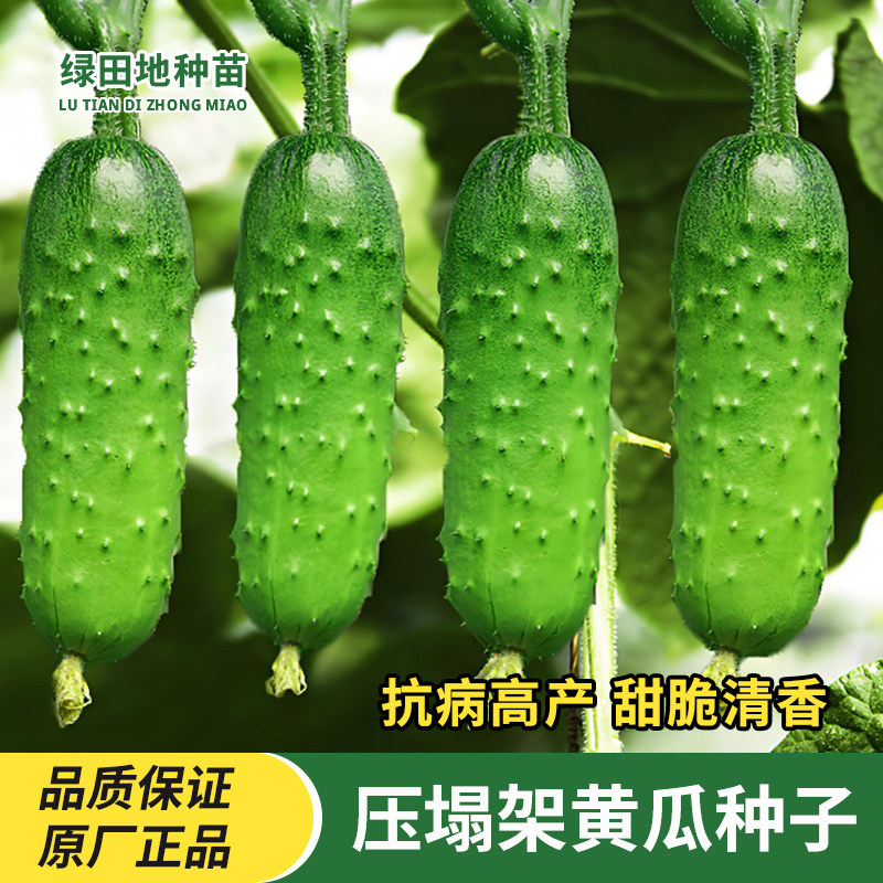 压塌架水果黄瓜种子压趴架黄瓜抗病高产四季家庭田园庭院蔬菜种子