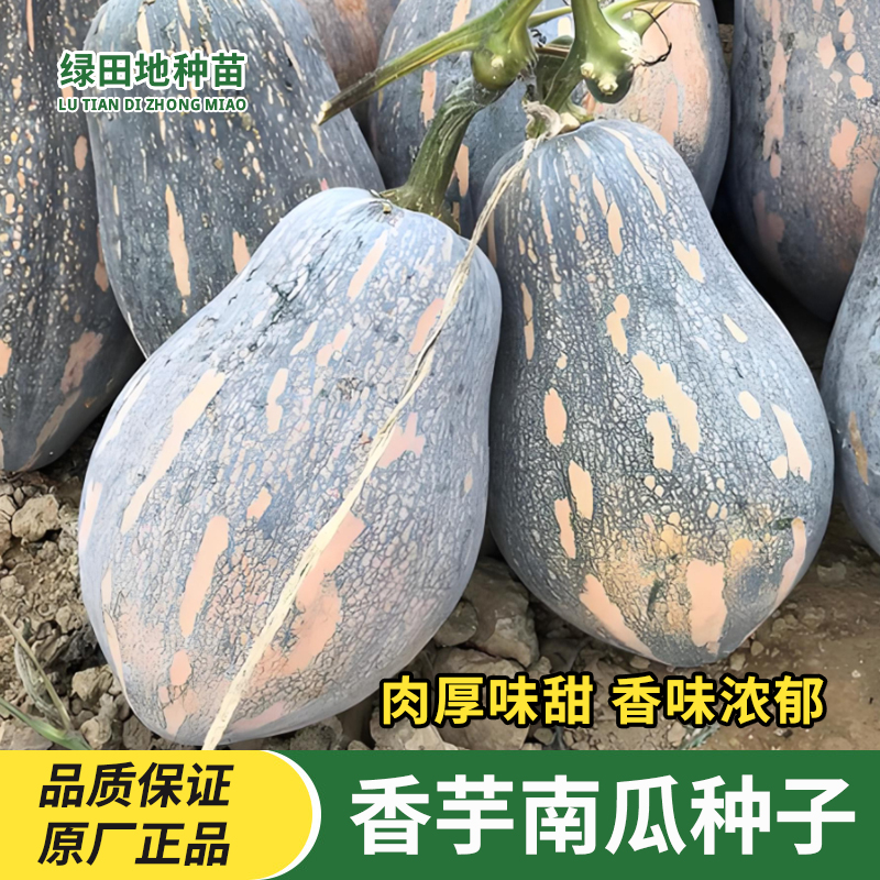 广东香芋南瓜种子蔬菜种子