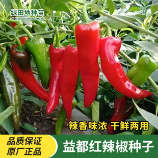 南韩益都红辣椒种子泡椒辣味浓长椒高产抗病大田基地辣椒蔬菜种子
