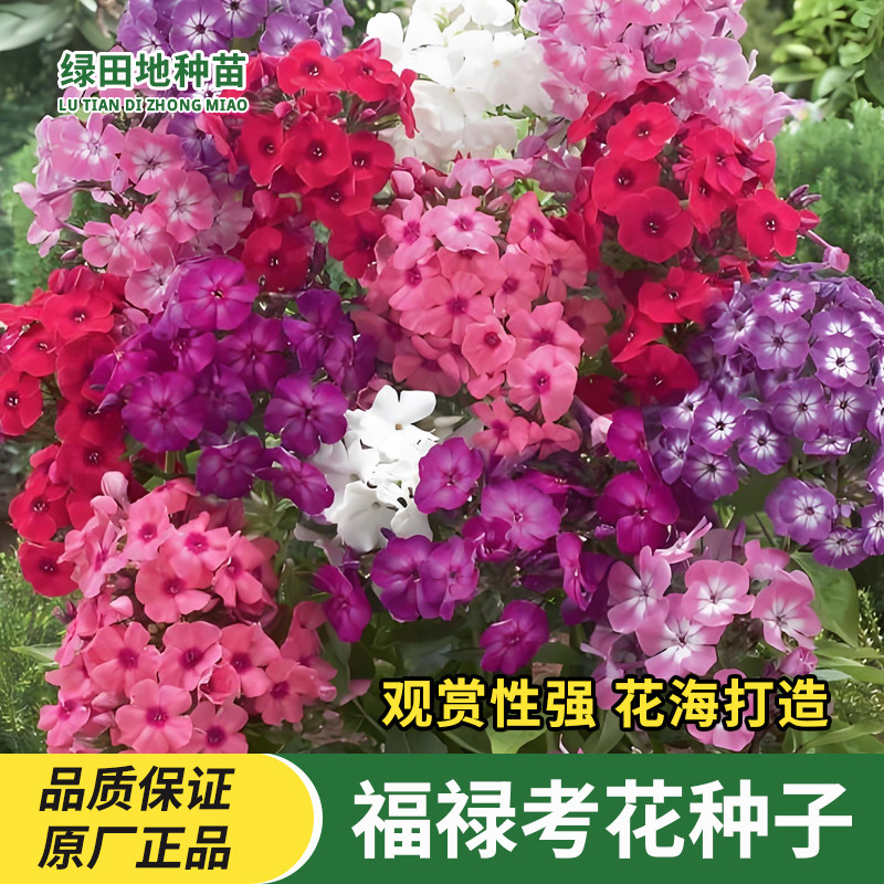 福禄考花种子花卉种子