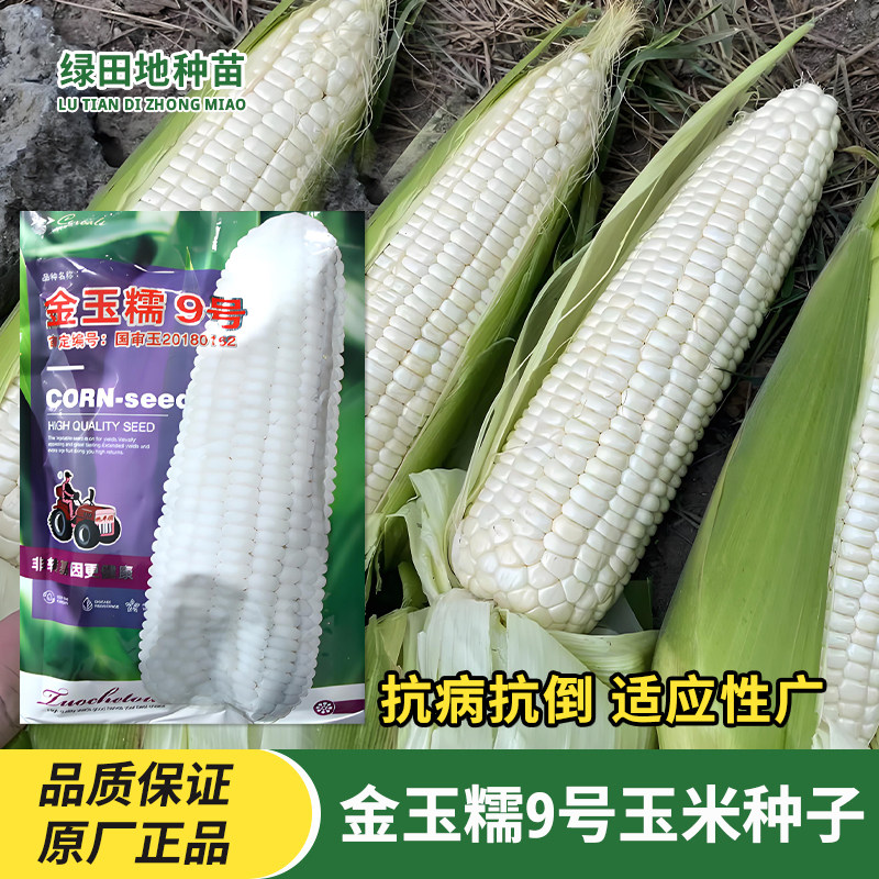 金玉糯9号玉米种子白玉米籽