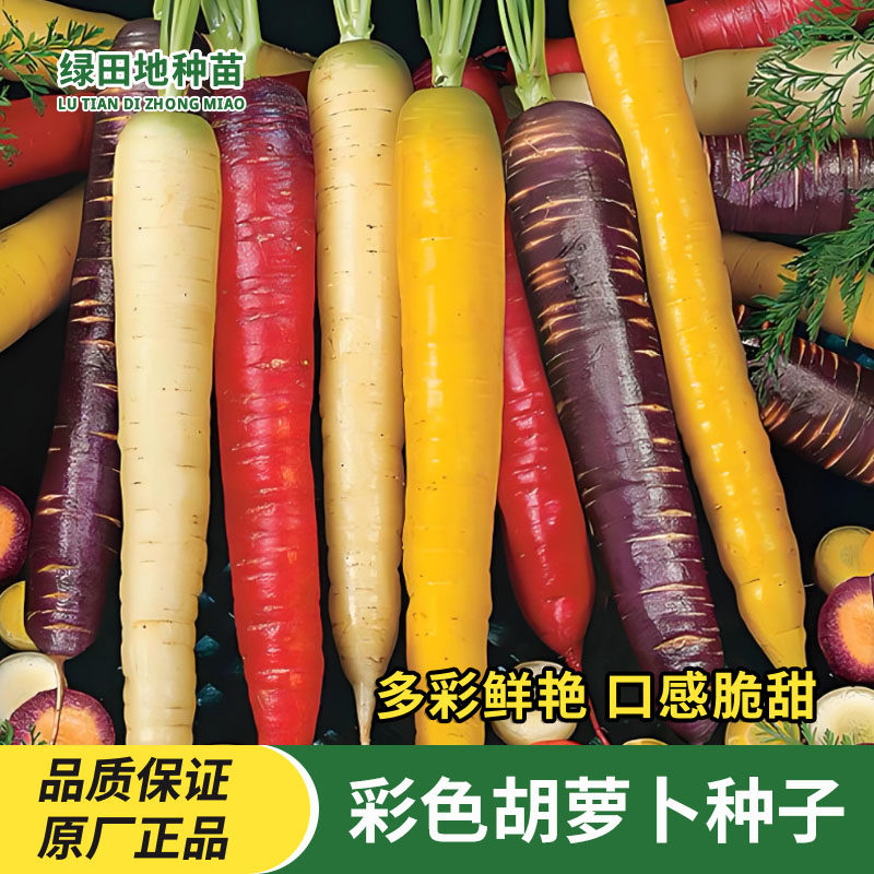 彩色胡萝卜种子蔬菜种子