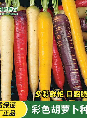彩色胡萝卜种子混色红萝卜紫色黄色水果五彩胡萝卜四季庭院蔬菜种