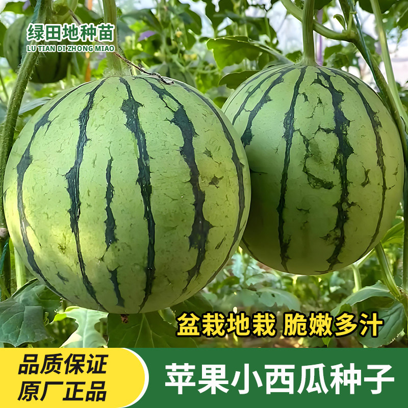 苹果西瓜种子阳台盆栽迷你小西瓜籽薄皮早熟四季高产瓜果水果种子
