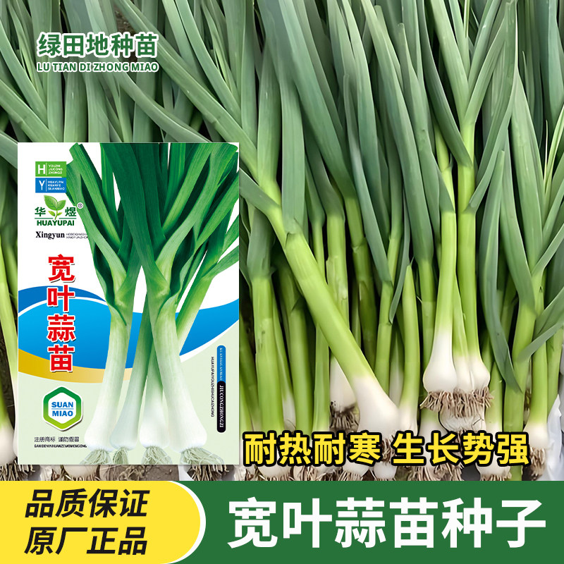 宽叶蒜苗种子韭葱种籽海蒜青洋蒜苗蒜种四季阳台庭院田园蔬菜种子