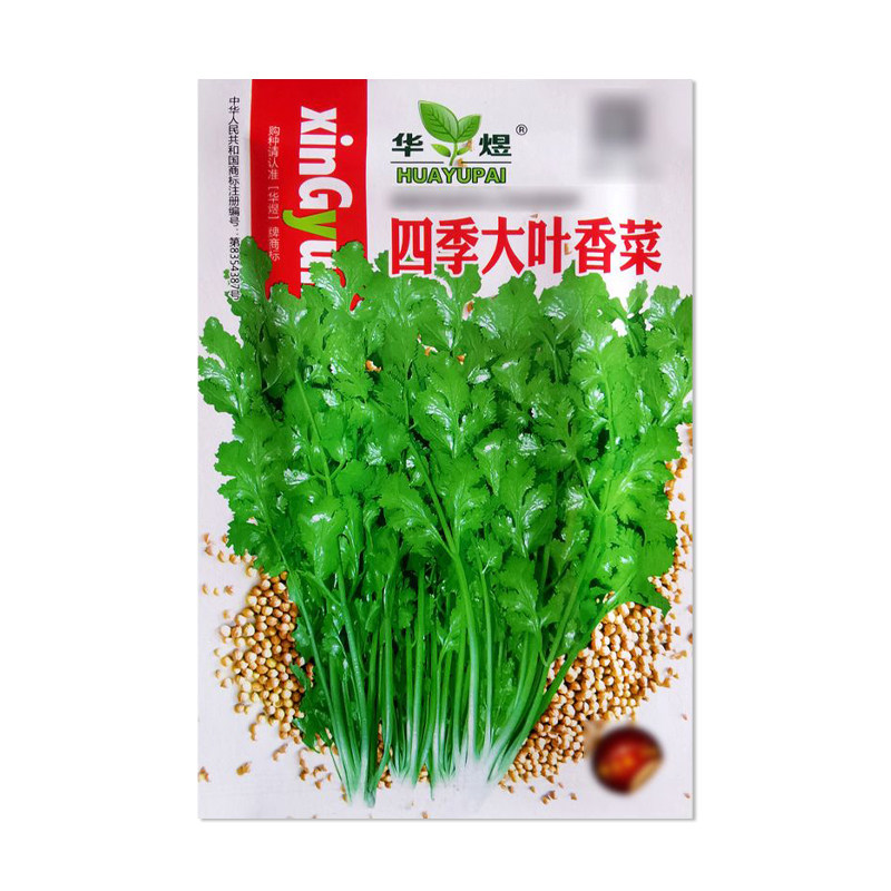 华煜四季大叶香菜种子
