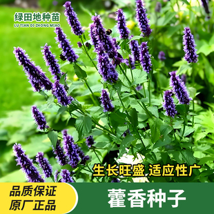 藿香种子藿香种籽食用解暑正气香草种子驱蚊盆栽庭院四季花卉种子