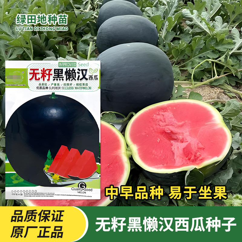 中研盛优无籽黑懒汉西瓜种子