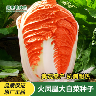 火凤凰白菜种子夏包心菜饺子菜种子蔬菜种子夏秋季耐热大白菜种籽