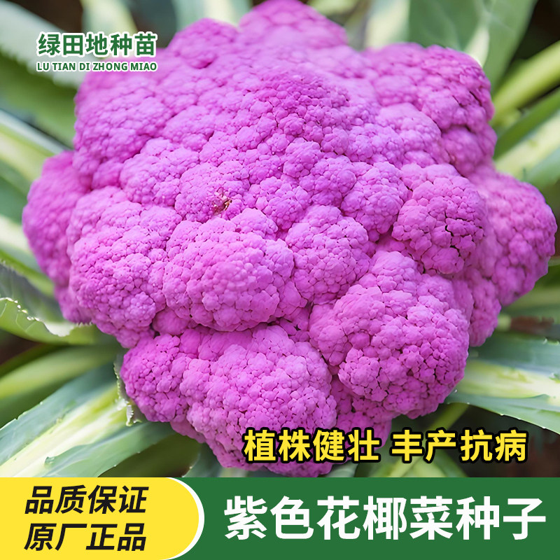 紫色花椰菜种子松花菜种籽