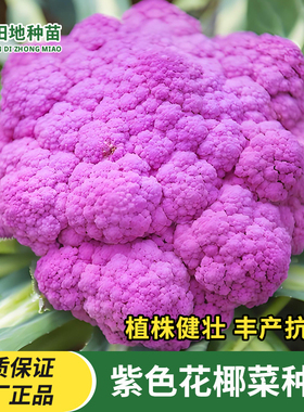 紫色花椰菜种子松花菜种籽紫色花菜种子高产易种农家菜园蔬菜种子