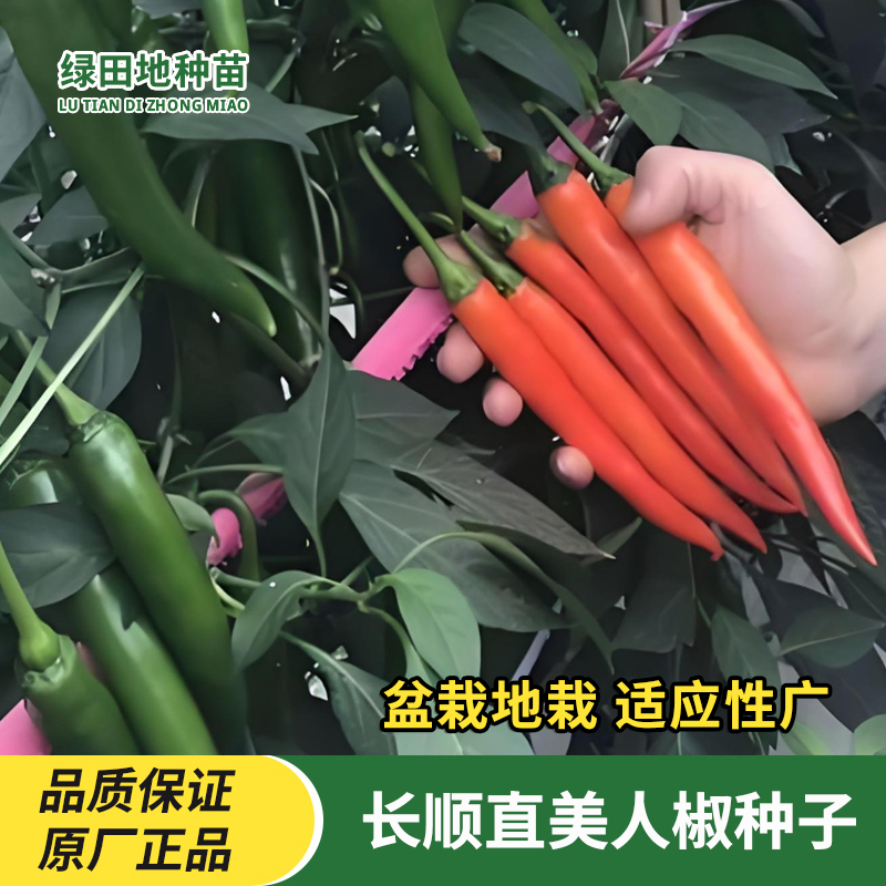 长顺直线美人椒种子辣椒种子